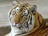 Фото тигр