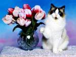 Кошка и ваза с цветами